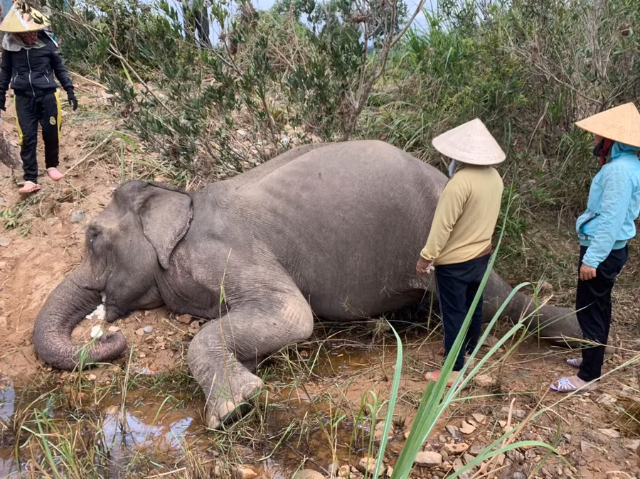 Voi Yă Tao qua đời trong núi Ia Tul (xã Ia Tul, huyện Ia Pa, tỉnh Gia Lai). Ảnh: Vũ Chi