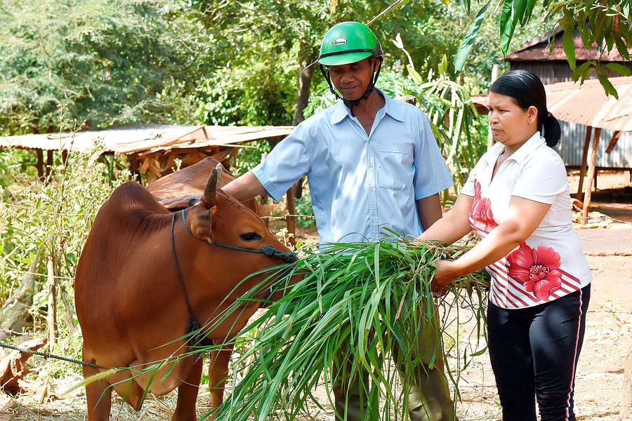 8.Bí thư Chi bộ hướng dẫn chị Kpă Nhớp là hộ vừa thoát nghèo chăn nuôi bò để phát triển kinh tế.