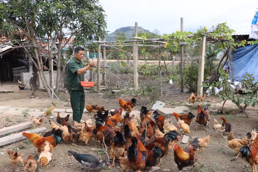 Người dân xã Tơ Tung (huyện Kbang) phát triển chăn nuôi, nâng cao thu nhập. Ảnh: Ngọc Minh