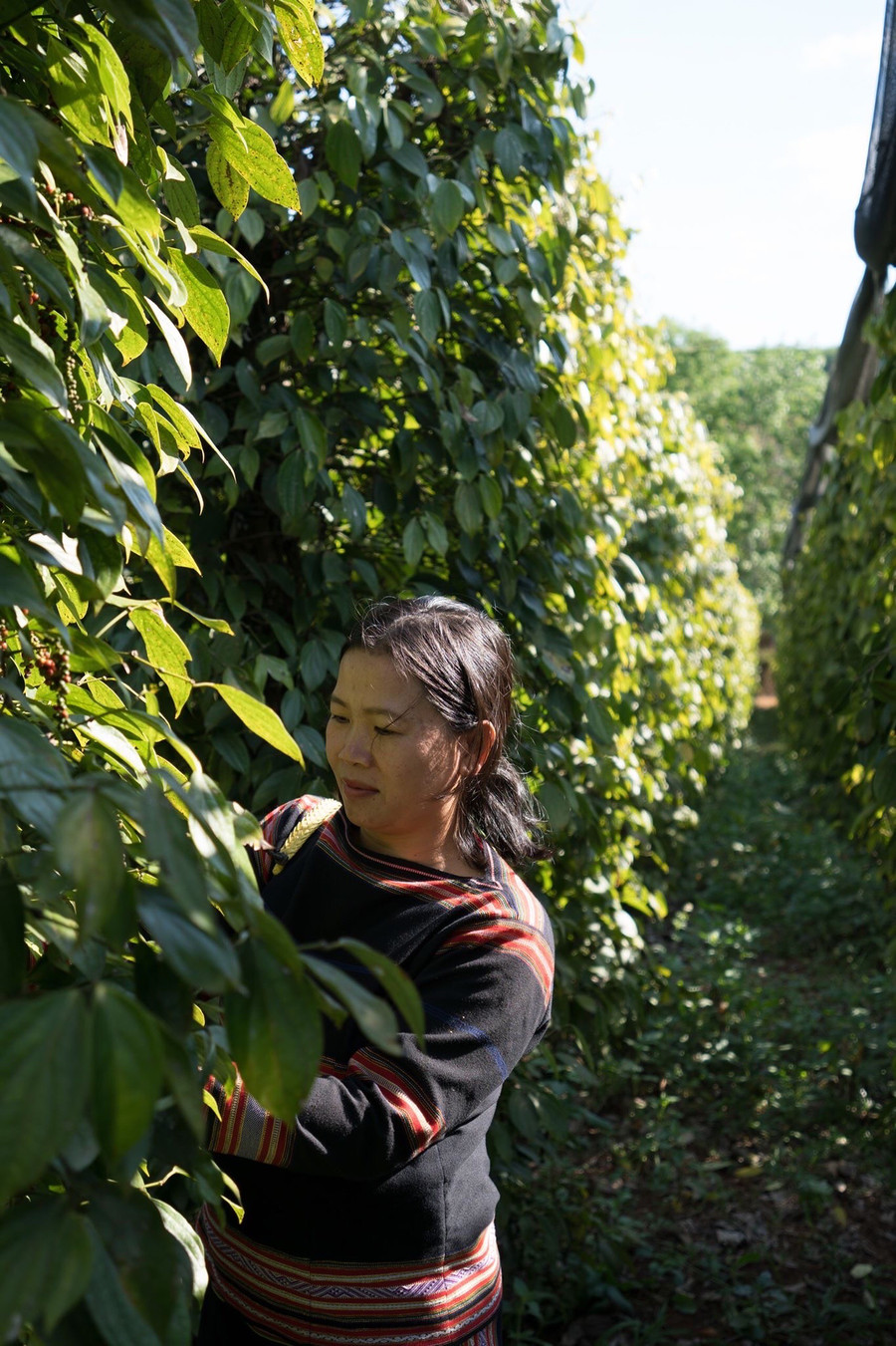 Chăm sóc hồ tiêu. Ảnh: Nguyễn Hồng