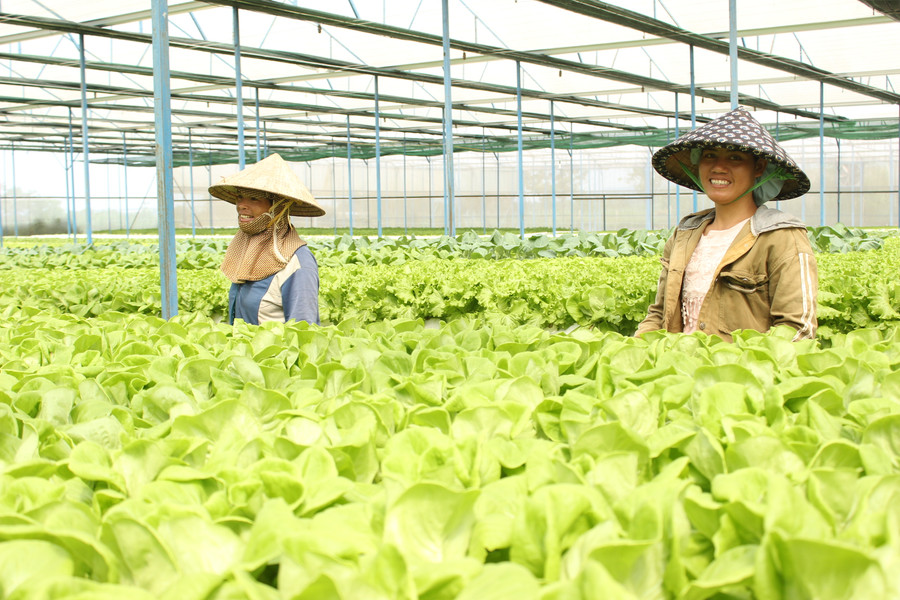  Qua phân tích, 100% mẫu rau, củ, quả đáp ứng yêu cầu về dư lượng thuốc bảo vệ thực vật. Ảnh: Quang Tấn