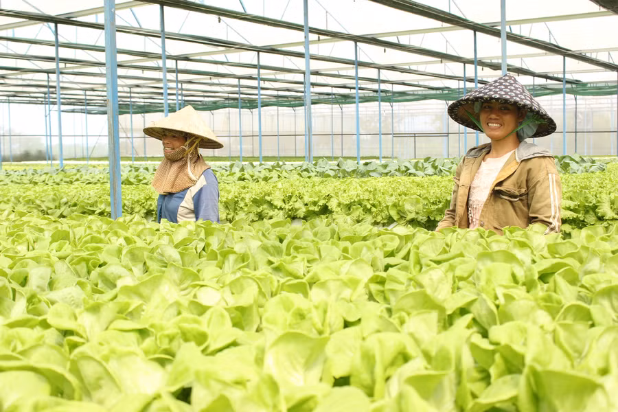  Qua phân tích, 100% mẫu rau, củ, quả đáp ứng yêu cầu về dư lượng thuốc bảo vệ thực vật. Ảnh: Quang Tấn