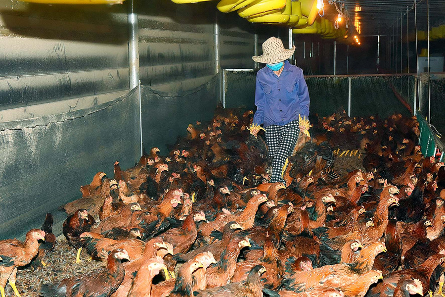 Trang trại chăn nuôi Trần Văn Bình làng Pan, xã Dun, áp dụng công nghệ cao vào nuôi gà bằng hệ thống giàn lạnh sẽ kiểm soát dịch bệnh, không bị phát tán mùi hôi.