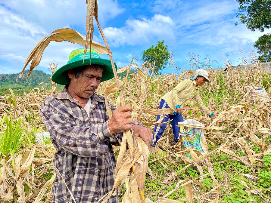 Ông Đinh Byin-một trong những hộ đầu tiên di cư đến vùng đất này, đang thu hoạch bắp cho gia đình người em họ. Ảnh: Hồng Thi Ông Đinh Byin-một trong những hộ đầu tiên di cư đến vùng đất này, đang thu hoạch bắp cho gia đình người em họ. Ảnh: Hồng Thi