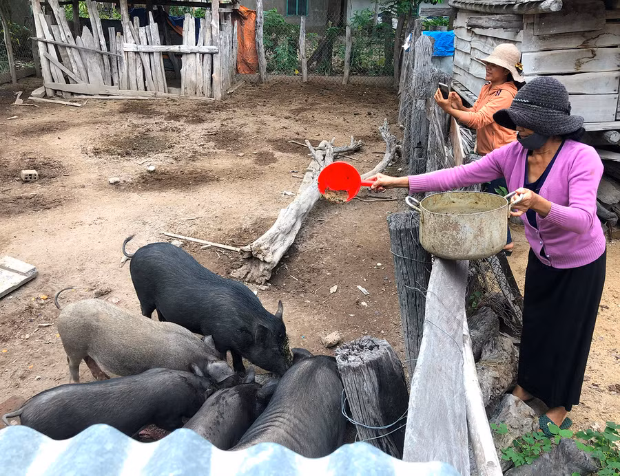 Người dân ở nhiều địa phương đã chủ động lựa chọn cây trồng, vật nuôi phù hợp. Ảnh: Anh Huy