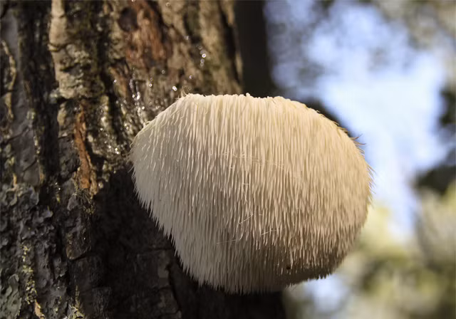 Nấm hầu thủ (hay còn gọi là nấm đầu khỉ) là một loại nấm ăn được và được sử dụng làm dược liệu quý bởi chúng chứa nhiều chất dinh dưỡng. Ắt hẳn, lần đầu nhìn thấy, nhiều người sẽ nghĩ chúng giống như những 