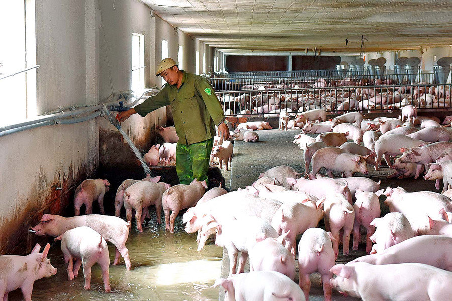 Trang trại chăn nuôi heo ứng dụng công nghệ cao của gia đình ông Phan Trung Kiên ở thôn U Diêp, xã Kông Htok, đầu tư hơn 1,7 tỷ đồng, xây dựng chuồng nuôi 1.000 con heo thịt với hình thức khép kín.