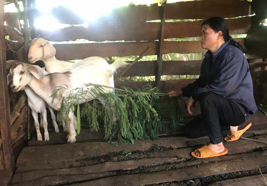 Bà Lê Thị Lý (làng Tong Yong, xã Ia Hrú, huyện Chư Pưh) chăm sóc đàn dê của gia đình. Ảnh: R'Ô Hok