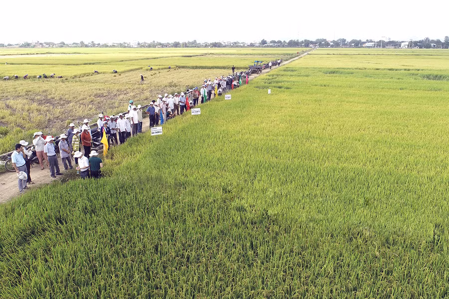 Nhiều giống lúa chất lượng cao được đưa vào sản xuất trên những cánh đồng lớn tại huyện Phú Thiện. Ảnh: Phạm Ngọc