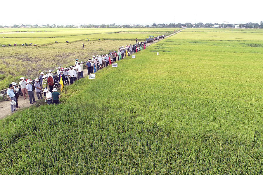 Nhiều giống lúa chất lượng cao được đưa vào sản xuất trên những cánh đồng lớn tại huyện Phú Thiện. Ảnh: Phạm Ngọc