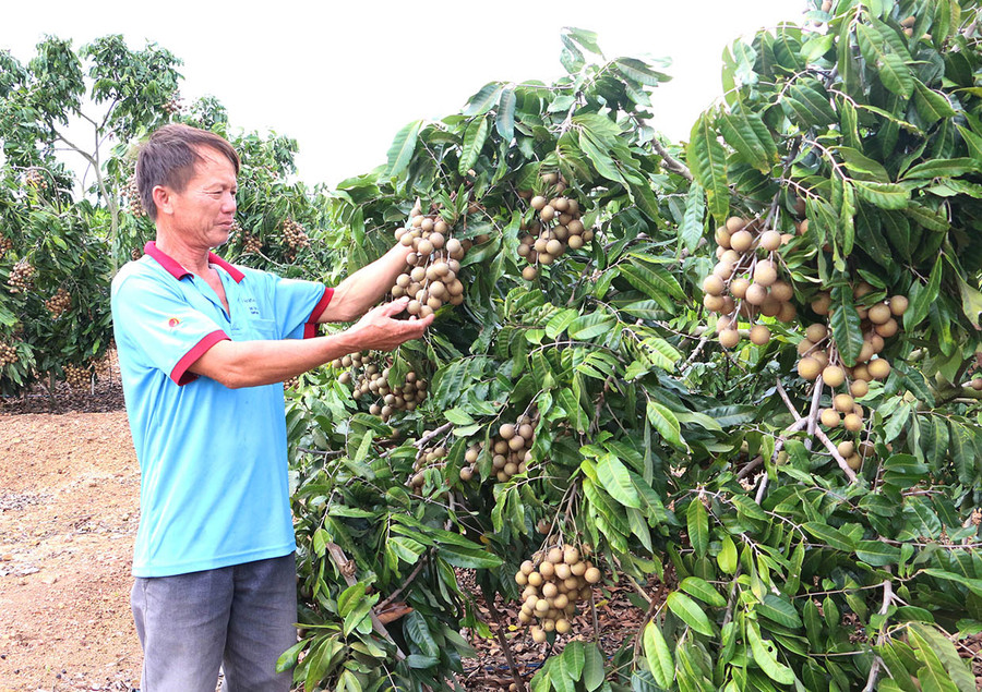 Nhờ chuyển đổi cơ cấu cây trồng, thu nhập của người dân huyện Kông Chro được nâng cao. Ảnh: Quang Tấn Nhờ chuyển đổi cơ cấu cây trồng, thu nhập của người dân huyện Kông Chro được nâng cao. Ảnh: Quang Tấn