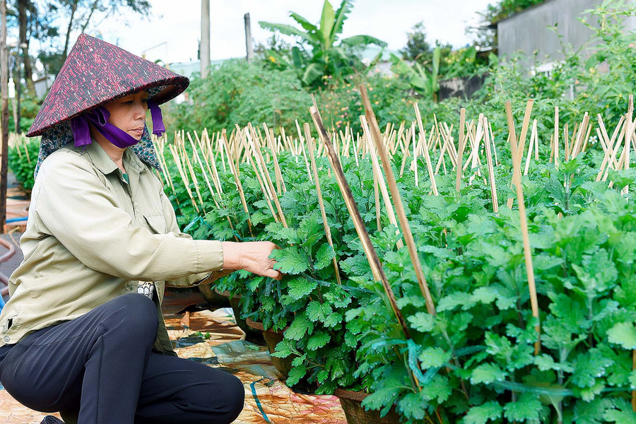 6.Chị Đoàn Thị Thao, chuyên trồng hoa ở tổ 4 phường Thắng Lợi Tp.Pleiku, cho biết: Tết Nguyên đán năm rồi tôi trồng 900 chậu hoa cúc các loại. Năm nay, tình hình dịch bệnh Covid-19, cuộc sống nhiều khó khăn nên tôi giảm số lượng xuống còn hơn 700 chậu...