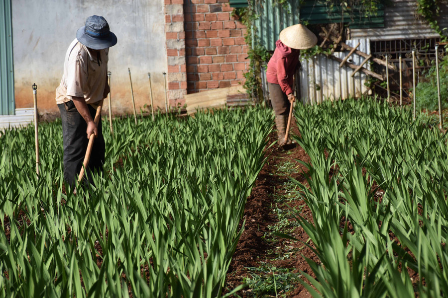 Anh Mai Văn Thương (thôn 1, xã Trà Đa) chăm sóc vườn hoa lay ơn của gia đình. Ảnh: Khánh Phong