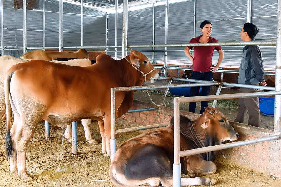 Tại trang trại của anh Trịnh Duy Tâm ở làng Kung XN, xã Hbông, bò được nuôi theo quy trình bảo đảm các tiêu chuẩn vệ sinh chuồng trại, quy mô lúc cao điểm khoảng 140-170 con.