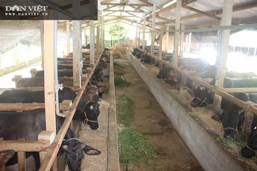 Đàn bò xếp hàng đều tăm tắp, bên trong chuồng khá thoáng mát. Đàn bò xếp hàng đều tăm tắp, bên trong chuồng khá thoáng mát.