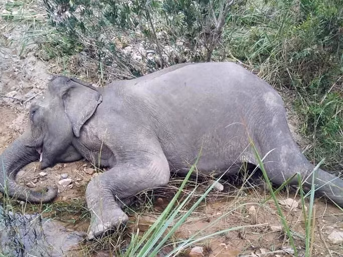 Chú voi Yẵ Tao chết sau khi mệt mỏi, chán ăn