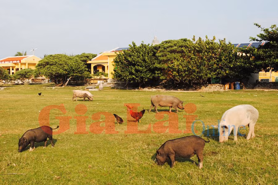 Nuôi heo, gà ở huyện đảo Trường Sa. Ảnh: Bình Nguyên