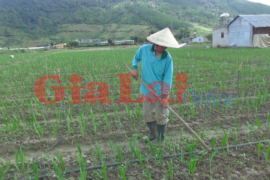 Nhiều diện tích layơn sẽ nở không kịp Tết. Ảnh: Lệ Thủy Nhiều diện tích layơn sẽ nở không kịp Tết. Ảnh: Lệ Thủy