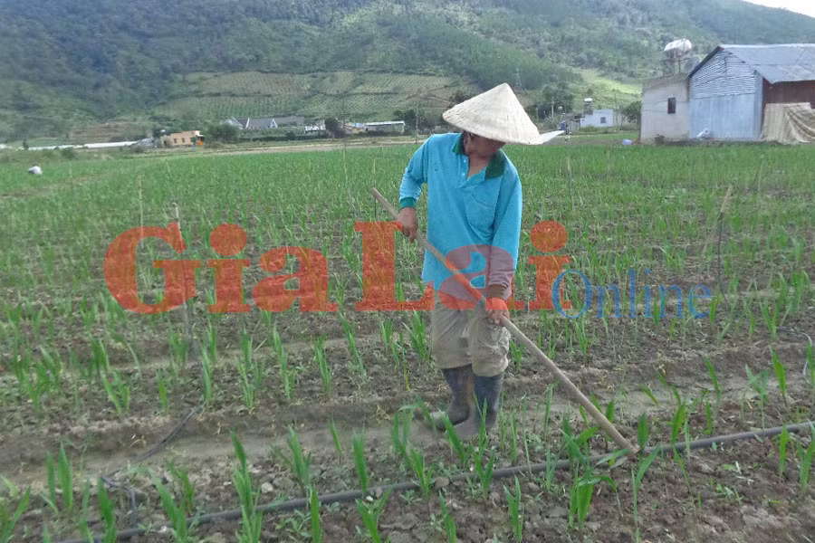 Nhiều diện tích layơn sẽ nở không kịp Tết. Ảnh: Lệ Thủy