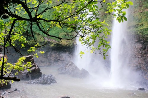  Bao bọc xung quanh thác là các loại cây có tán rộng và những bụi le rừng mát mẻ.