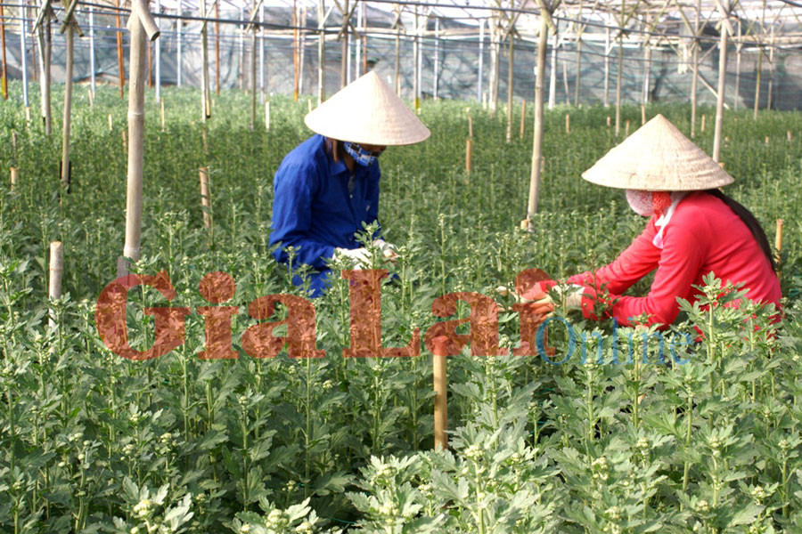 Chăm sóc hoa cúc Tết tại làng hoa Thái Phiên. Ảnh: Lệ Thủy Chăm sóc hoa cúc Tết tại làng hoa Thái Phiên. Ảnh: Lệ Thủy