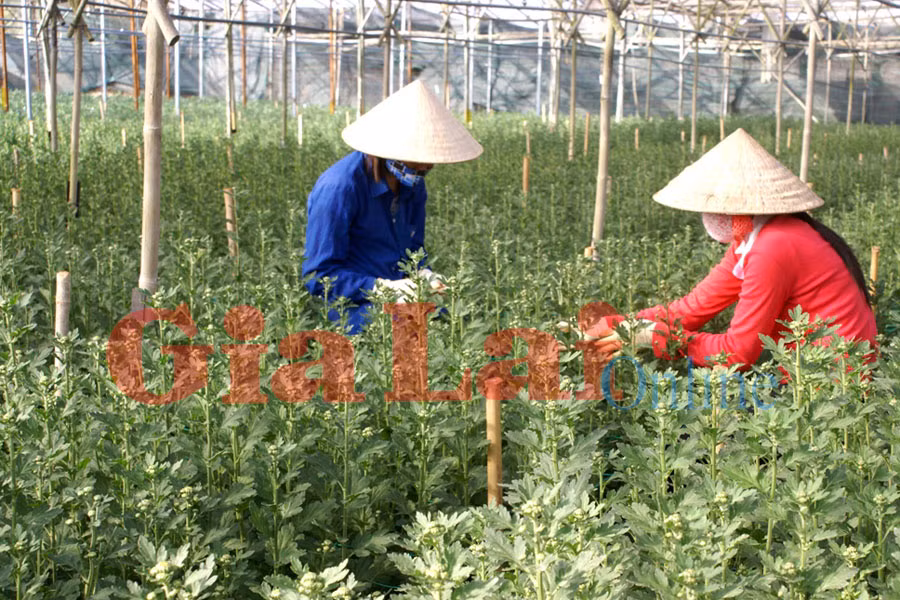 Chăm sóc hoa cúc Tết tại làng hoa Thái Phiên. Ảnh: Lệ Thủy