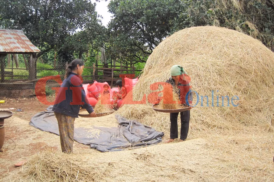 Ấm no đã đến với từng nếp nhà. Ảnh: Hồng thi Ấm no đã đến với từng nếp nhà. Ảnh: Hồng thi