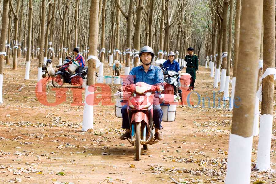 Công nhân thu hoạch mủ. Ảnh: Như Nguyện