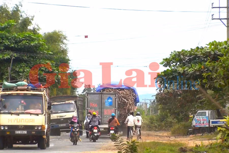 Xe quá khổ, quá tải vô tư vượt qua trước tổ kiểm tra giao thông tại huyện Phú Thiện. Ảnh: Nguyễn Giác