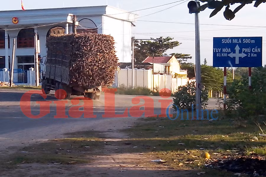 Xe quá tải chạy qua huyện Krông Pa chở mía về tỉnh Phú Yên. Ảnh: Nguyễn Giác