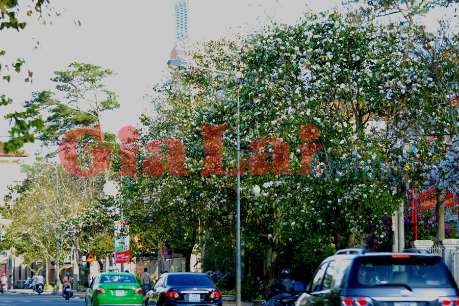 Hoa ban nở trắng muốt tăng thêm sự bình yên cho thành phố. Ảnh: Ngô Khắc Lịch Hoa ban nở trắng muốt tăng thêm sự bình yên cho thành phố. Ảnh: Ngô Khắc Lịch