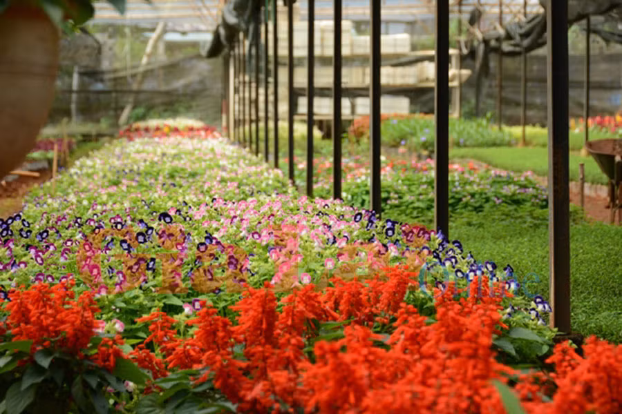 Số hoa, lá màu được gieo ươm tăng gấp 3 lần Tết năm ngoái. Ảnh: Hồng Thi