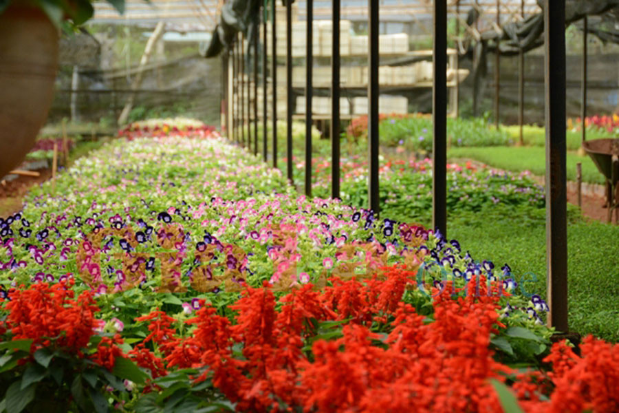 Số hoa, lá màu được gieo ươm tăng gấp 3 lần Tết năm ngoái. Ảnh: Hồng Thi