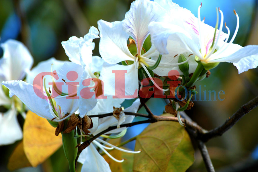 Ảnh: Ngô Khắc Lịch Ảnh: Ngô Khắc Lịch