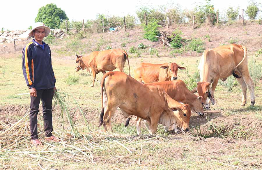  Đàn bò của gia đình anh Đinh Nech (làng Hle Hlang, xã Yang Trung). Ảnh: N.S
