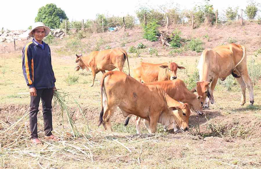  Đàn bò của gia đình anh Đinh Nech (làng Hle Hlang, xã Yang Trung). Ảnh: N.S