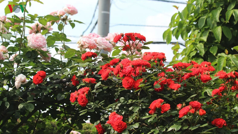 Sức thu hút bởi vẻ đẹp thực đấy, nhưng bâng khuâng cứ như không thực.