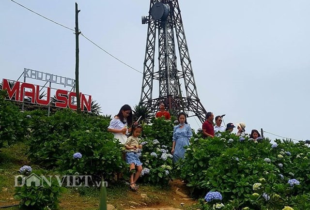 Dịp nghỉ lễ 30.4 - 1.5 năm nay, hàng nghìn du khách đổ về đây ngắm cảnh, check-in cùng hoa cẩm tú cầu.