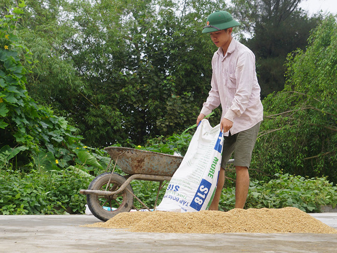 Sơn giúp mẹ phơi lúa mới gặt