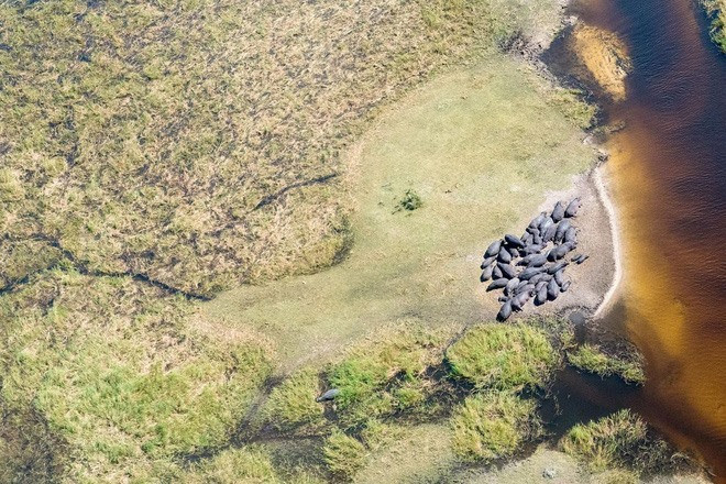  Gia đình nhà hà mã quây quần ở Moremi, Botswana.