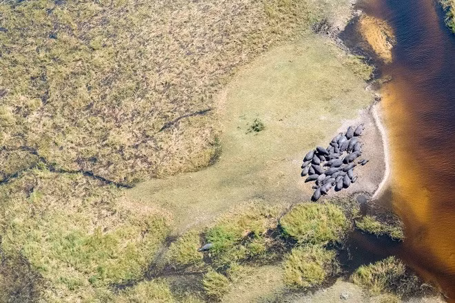  Gia đình nhà hà mã quây quần ở Moremi, Botswana.