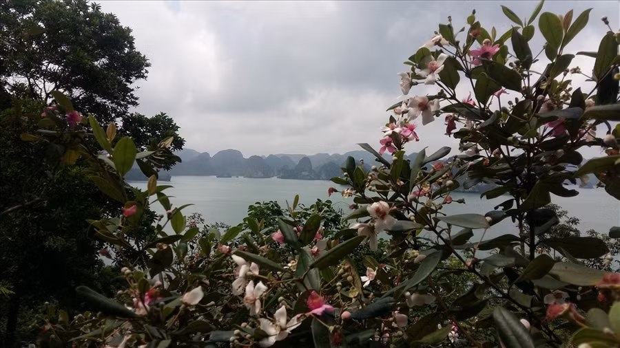 Vịnh Hạ Long càng thêm thơ mộng dưới góc nhìn từ rừng hoa sim tím.