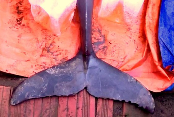  Con cá lạ, nặng 150kg do vợ chồng anh Thái bắt được