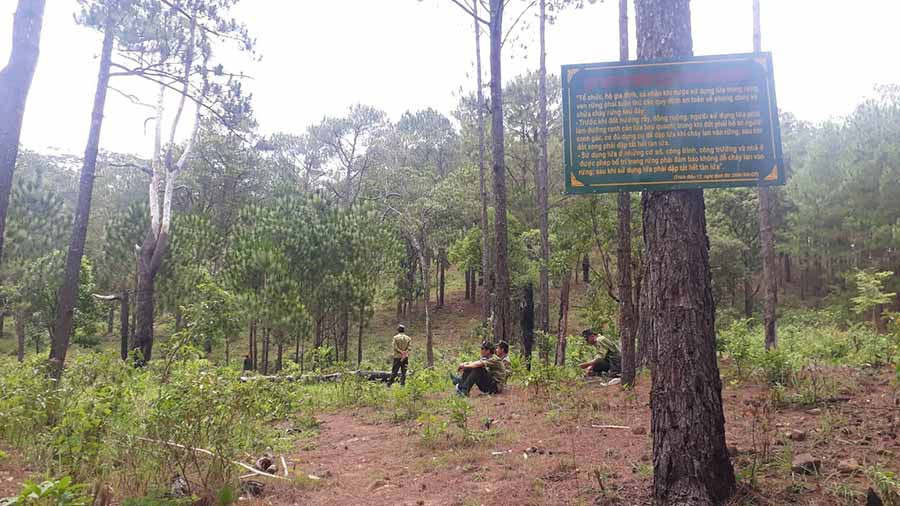 Rừng thông hai lá giàu tiềm năng du lịch. Ảnh: N.T