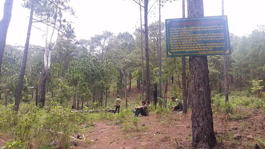 Rừng thông hai lá giàu tiềm năng du lịch. Ảnh: N.T