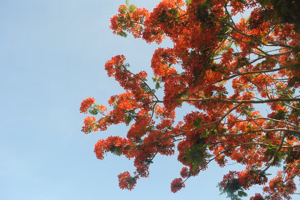 Ký ức ùa về với nhiều người khi ngắm nhìn hàng phượng vĩ