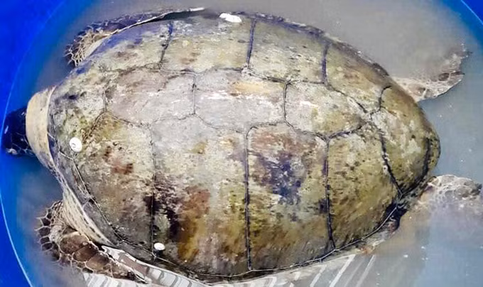 Rùa biển quý hiếm nặng 80 ký mắc lưới ngư dân Kiên Giang