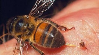 Ảnh minh họa (nguồn internet)