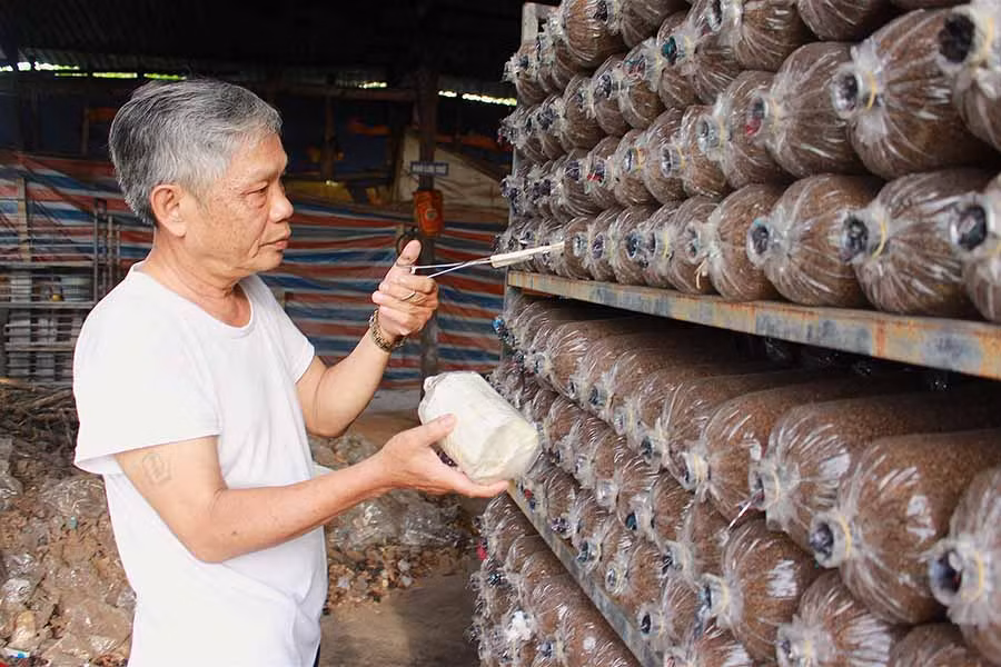  Ông Phan Ngọc Tuấn đang cấy meo nấm. Ảnh: H.T