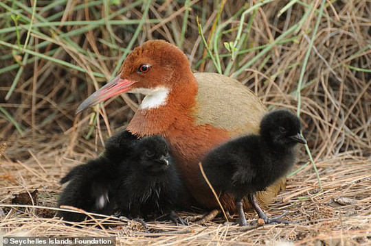 Một sinh vật độc đáo đã hoàn toàn lấy lại thân xác cổ xưa và một lần nữa xâm chiếm đảo san hô ở Ấn Độ sau 136.000 năm tuyệt chủng trong cơn đại hồng thủy.